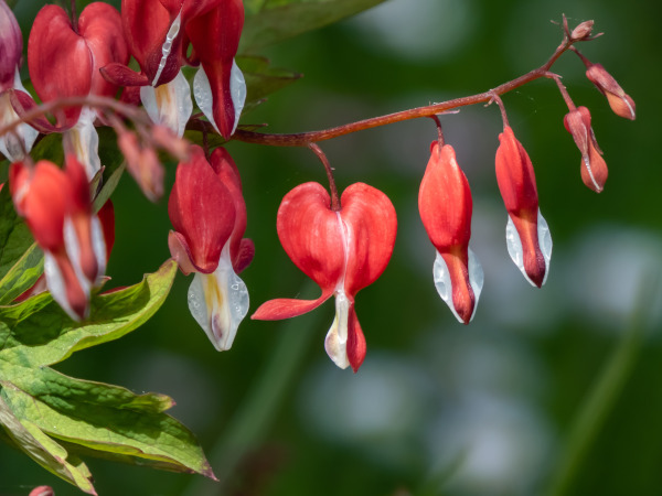 Dicentra_Valentine_600x450-_shutterstock_2172984499