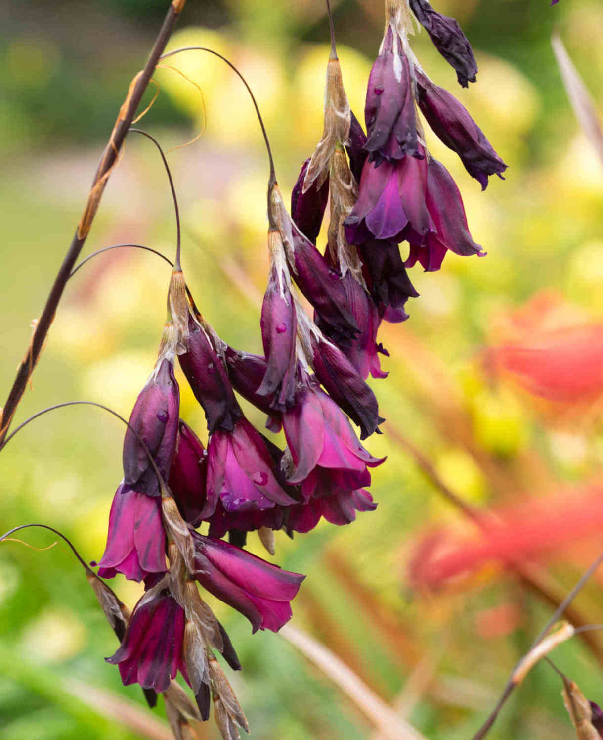 Dierama_Blackbird_-_1220x1496_Alamy_P79F6E_Online_use_only_5.5.23_extended_to_advert_use