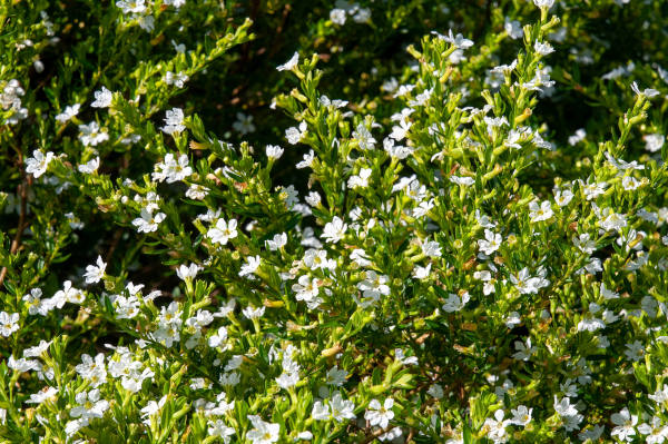 Diosma_White_600x399-_shutterstock_2299545027