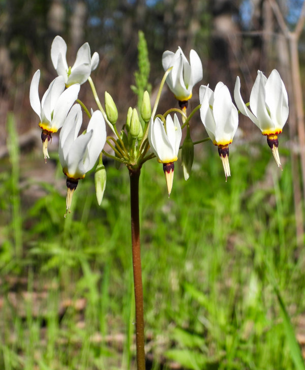 Zantedeschia