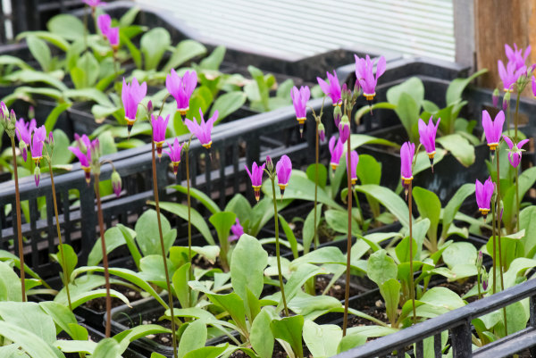 Dodecatheon_pots_600x401-_shutterstock_2146919571