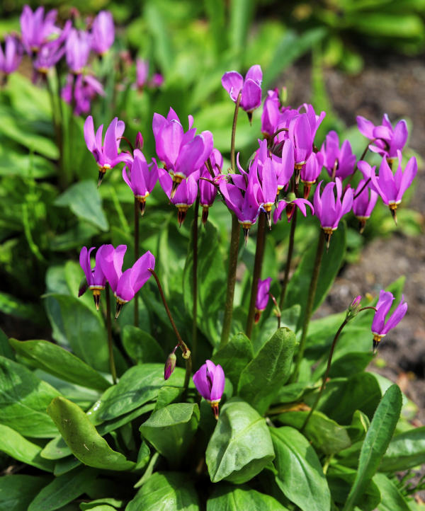 Zantedeschia