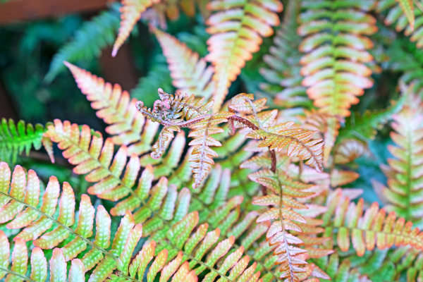 Dryopteris_erythrosora_600x400_-_shutterstock_1433292734