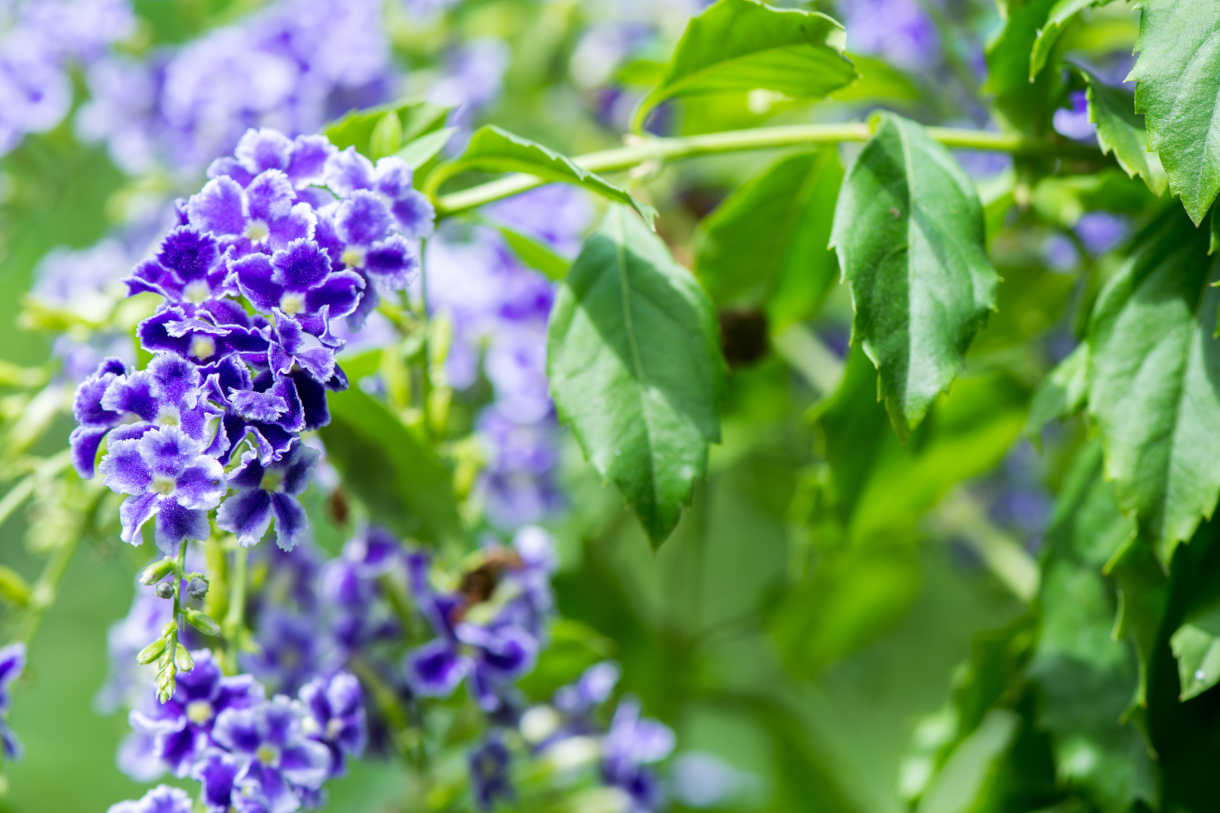 Duranta_repens_1220x813-_shutterstock_730410403