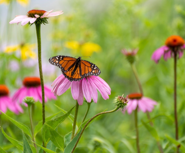 Echinacea_with_butterfly_600x496-_shutterstock_2217284717