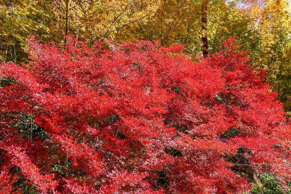 Enkianthus_perulatus_600x400-_shutterstock_2506855931