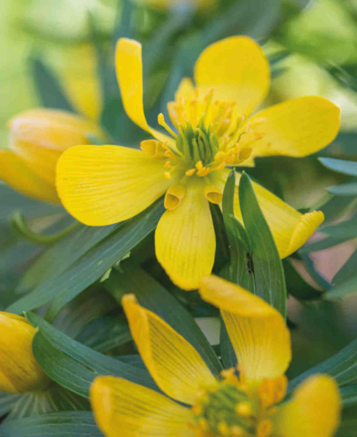 Eranthis_hyemalis_Aconites_222459_ibulb_FOC-3-BA24-1220X1496_1