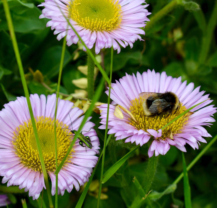 Erigeron_and_bee_750x719_shutterstock_2179360667