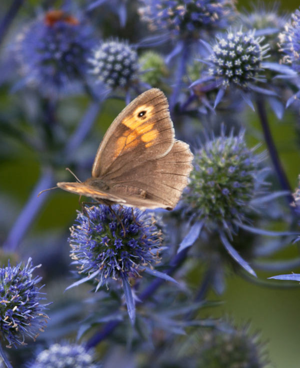 Eryngium_600x735_shutterstock_59597215_1_