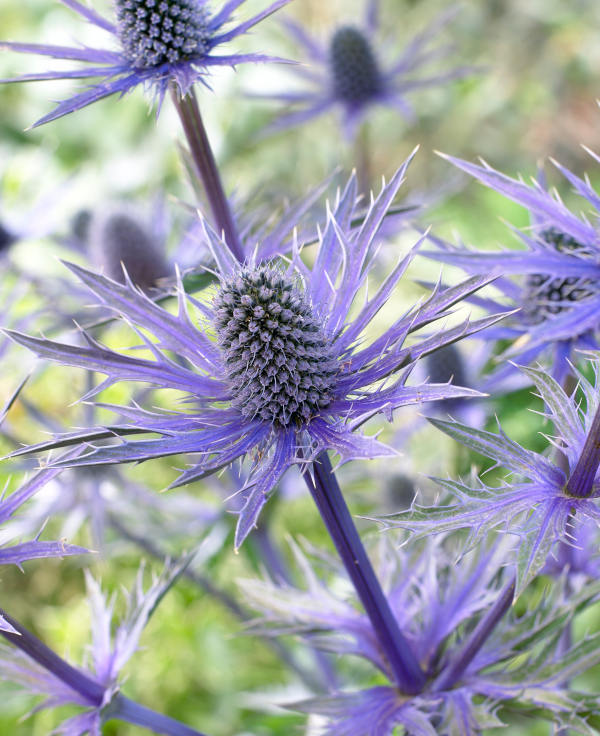 alliums