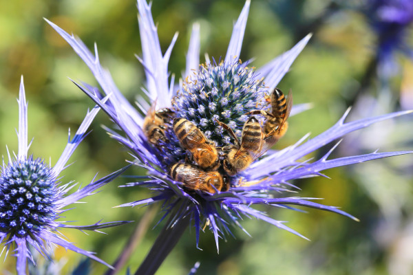 Eryngium_with_bees_600x400-_shutterstock_2467564075