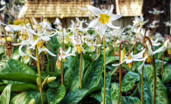 Erythronium_caucasicum_-600x366_shutterstock_2157886311