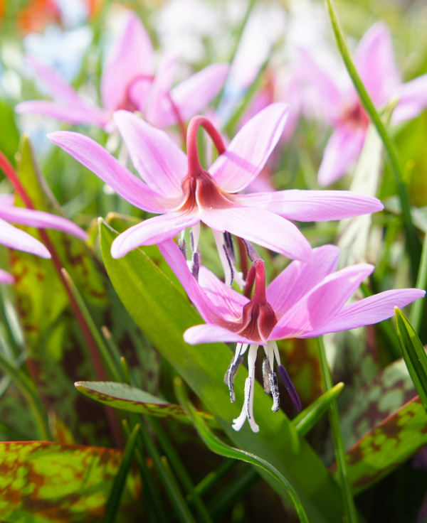 tulips