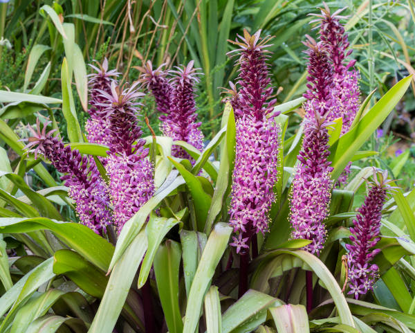 Eucomis_Joys_Purple_600x481-_shutterstock_1813621375