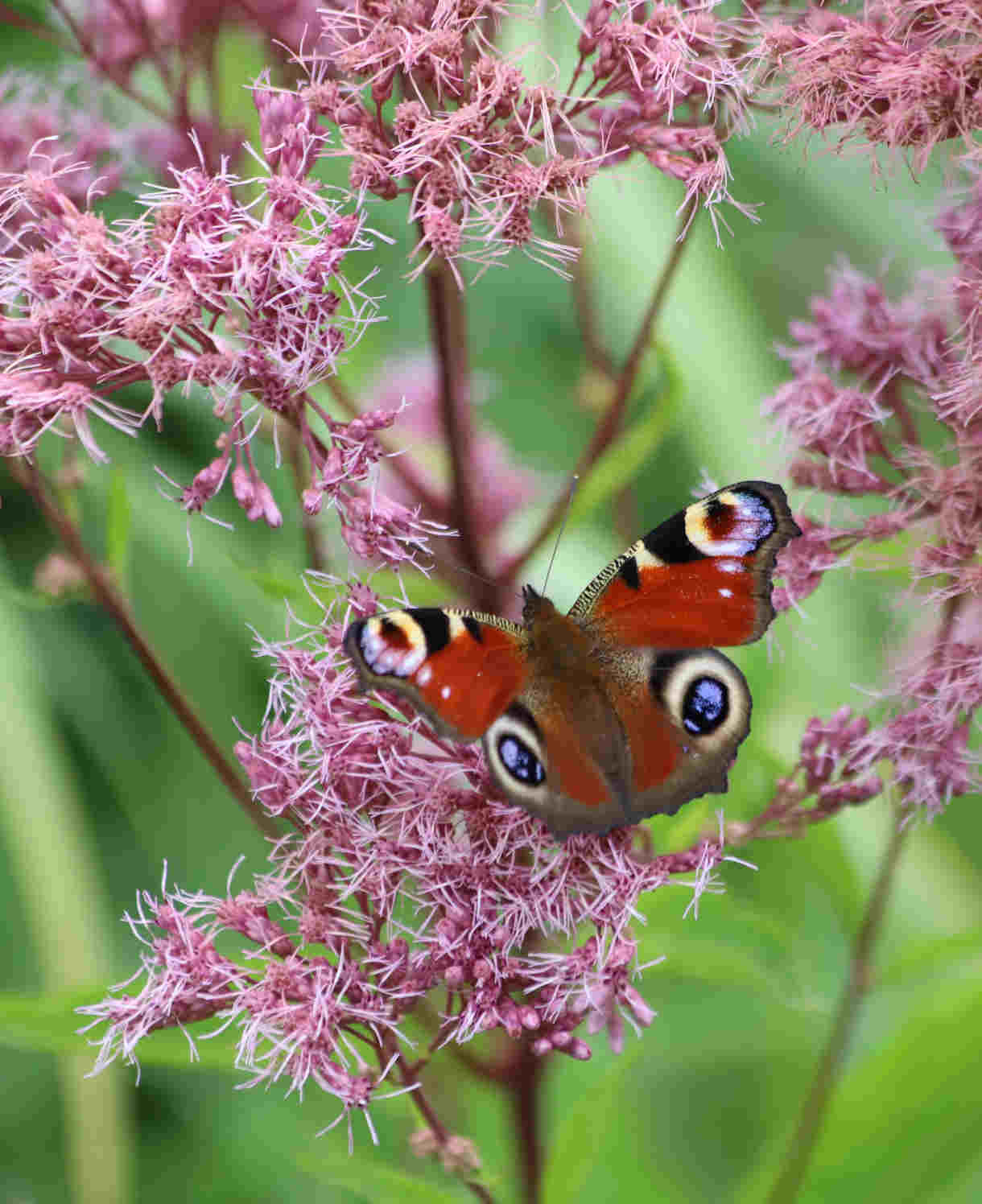 Eupatorium_fistulosum_1220x1496-_shutterstock_2506412707