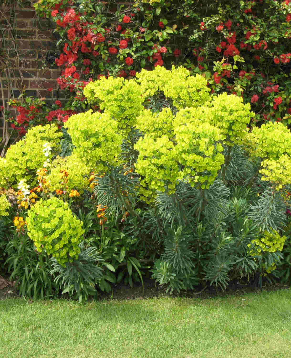 Euphorbia_Wulfenii_-_shutterstock_376259881-1220x1496_1