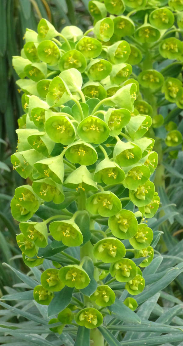 Zantedeschia