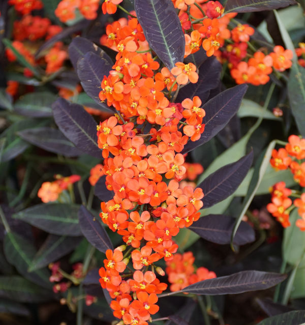 Euphorbia_fulgens_orange_600x639-_shutterstock_2431483199