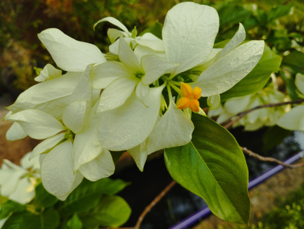 Exochorda_racemosa_600x452-_shutterstock_2297948437