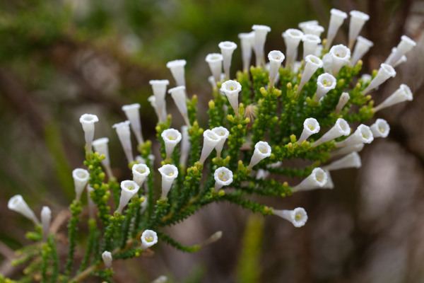 Fabiana_imbricata_Pichi_plant_600x400-_shutterstock_2329653019