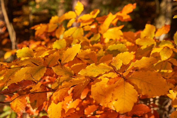 Fagus_sylvatica_600x400-_shutterstock_2390631683