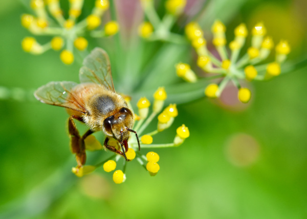 Foeniculum_vulgare_600x429-_shutterstock_1754296247