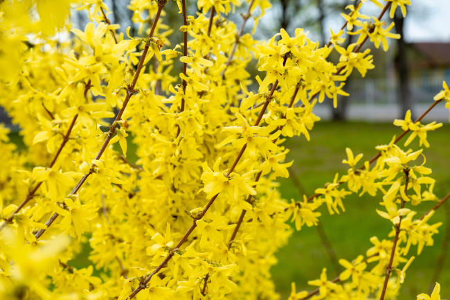 Forsythia_-650x433_shutterstock_2171789183