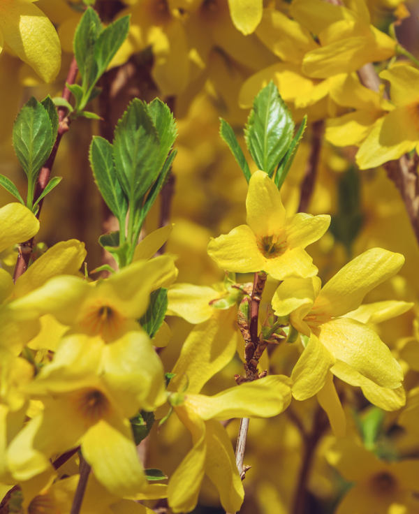 Forsythia_-_600x736_shutterstock_1300410235