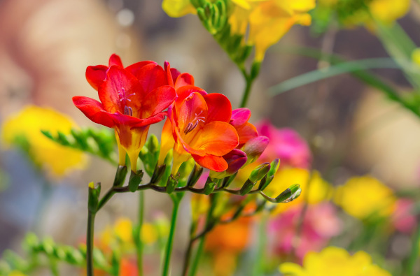 Freesia_single_-600x395_shutterstock_1913061229