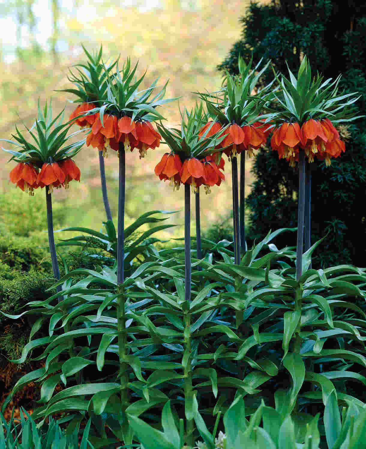 Fritillaria_imperialis_Rubra_Maxima_Visions_visi07753_-2-BA24-1220X1496