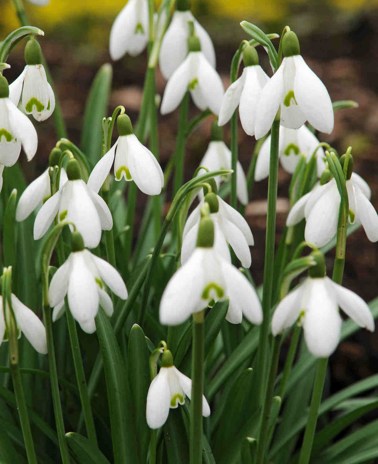 Galanthus_nivalis_1220x1496_iBulb_204284