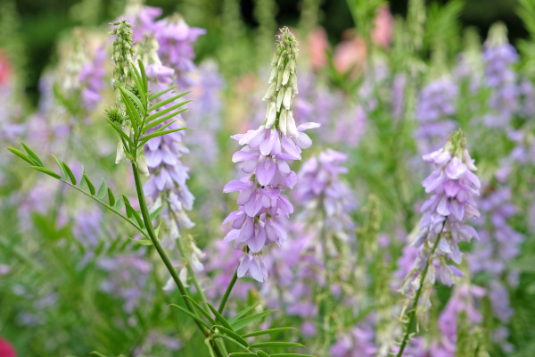 Galega_officinalis_600x400-_shutterstock_2496415171