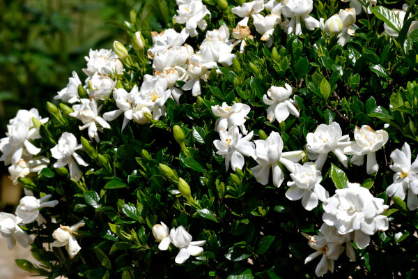 Gardenia_Bush_600x400-_shutterstock_2340780143