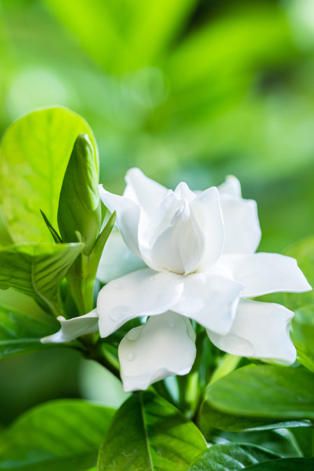 Zantedeschia