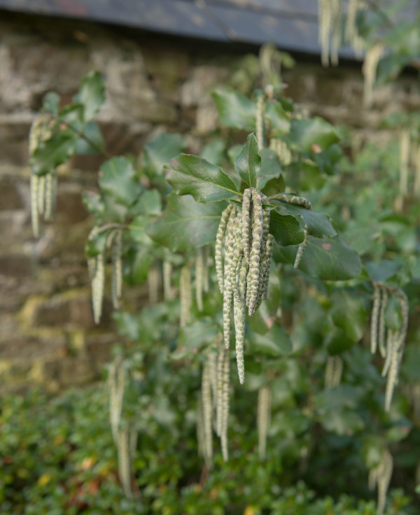 Garrya_elliptica_600x736_-_shutterstock_1610443480