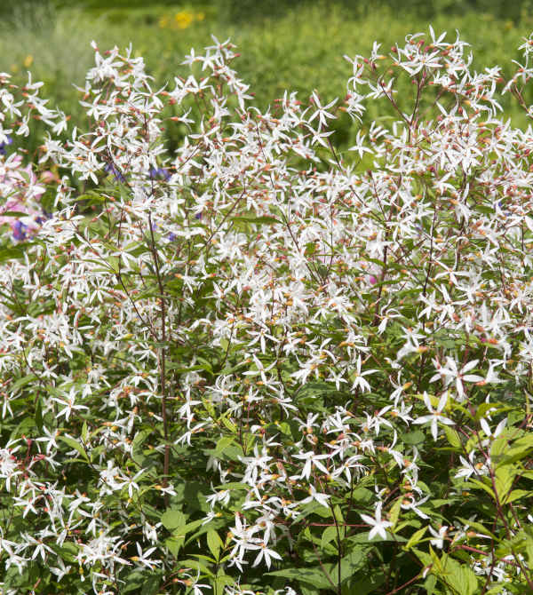 Gillenia_trifoliata_600x670_-_shutterstock_675890572