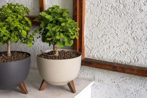 Ginkgo_bioloba_bonsai_tree_600x400-_shutterstock_2161402861