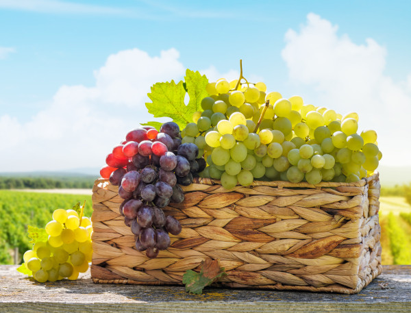 Grape_basket_-_600x457_shutterstock_2511349151