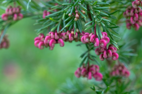 Grevillea_lanigera_600x400-_shutterstock_2425960421