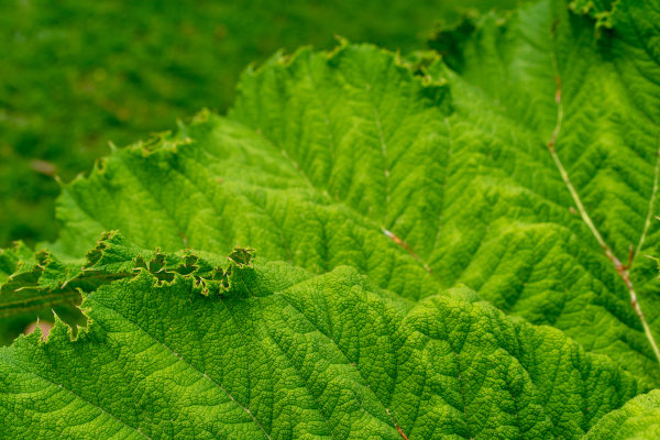 Gunnera_tinctoriam_600x400-_shutterstock_1129541153