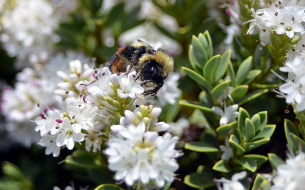 Hebe_white_flowers_600x375-_shutterstock_2008496213