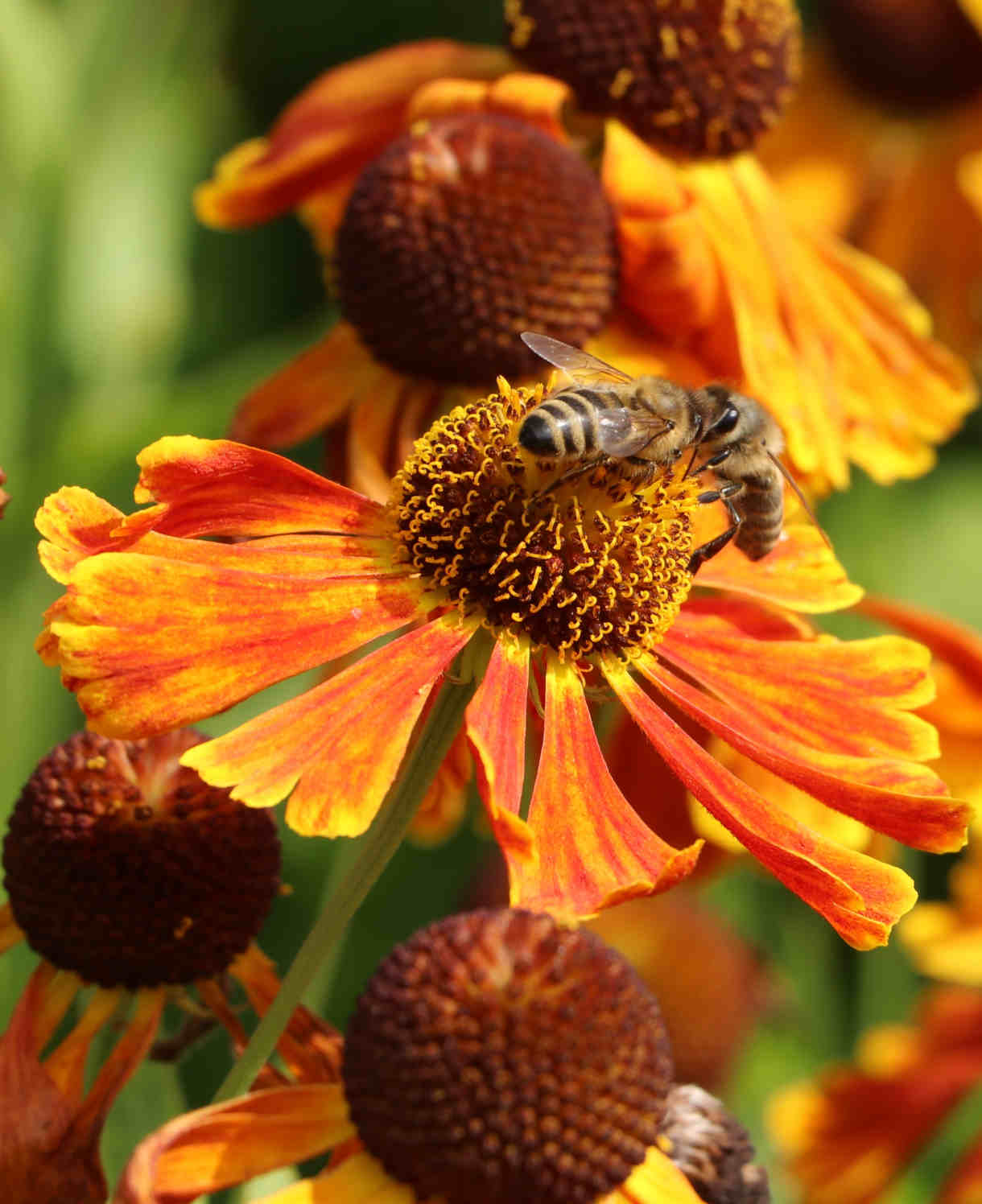 Helenium_Indian_Summer_1220x1496-shutterstock_2123699384