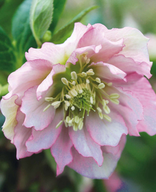 Helleborus_Double_Ellen_Pink_600x736