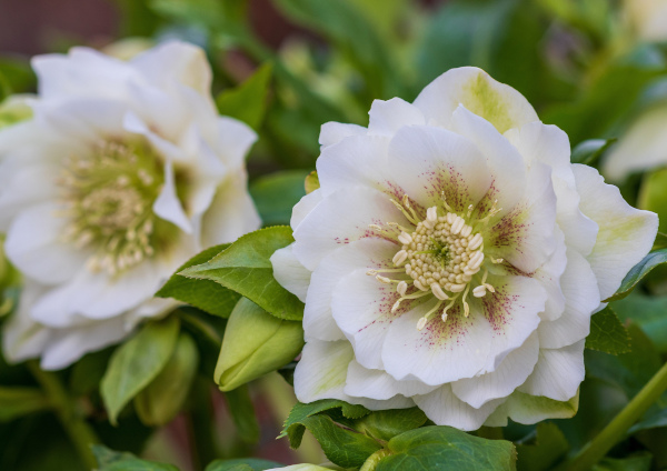 Helleborus_Double_Ellen_white_Spotted_600x424-_shutterstock_2265583057