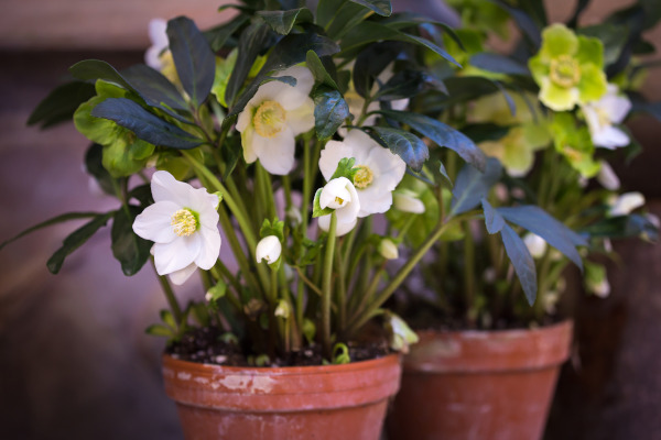 Helleborus_niger_-600x400_shutterstock_1873502512