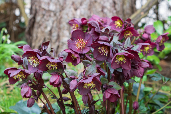 Helleborus_purple_-_600x400_shutterstock_1948389661