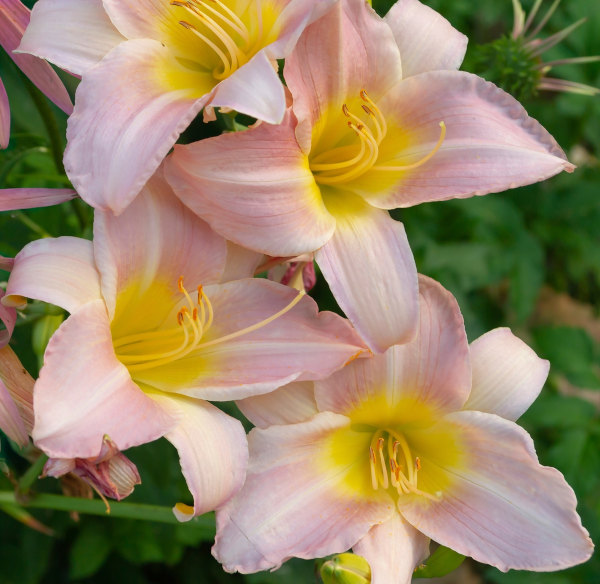 Zantedeschia