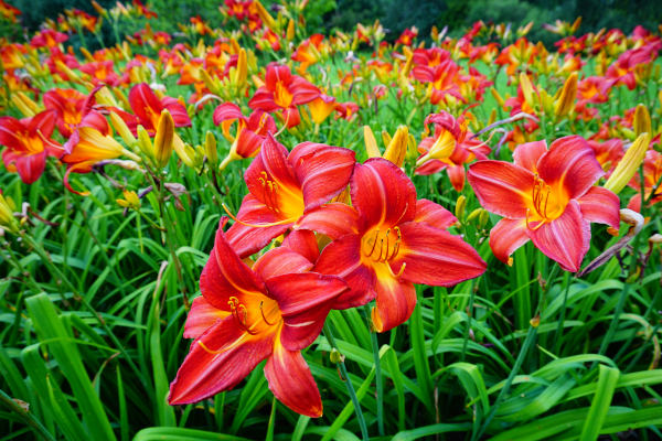 Hemerocallis_fulva_600x400-_shutterstock_1788945452