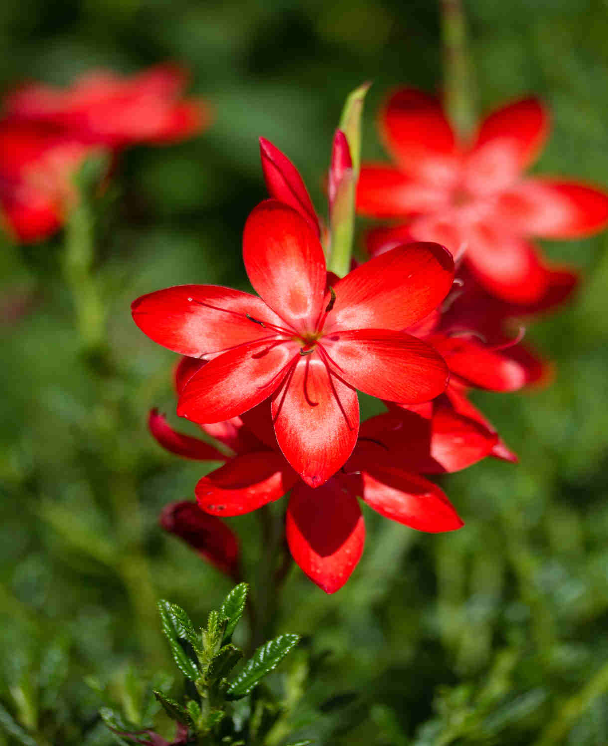 Hesperantha-coccinea-major-shutterstock_505738654-1220x1496