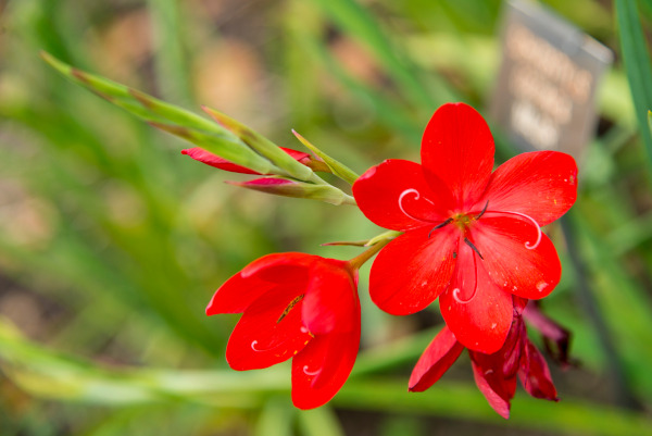 hesperantha coccinea